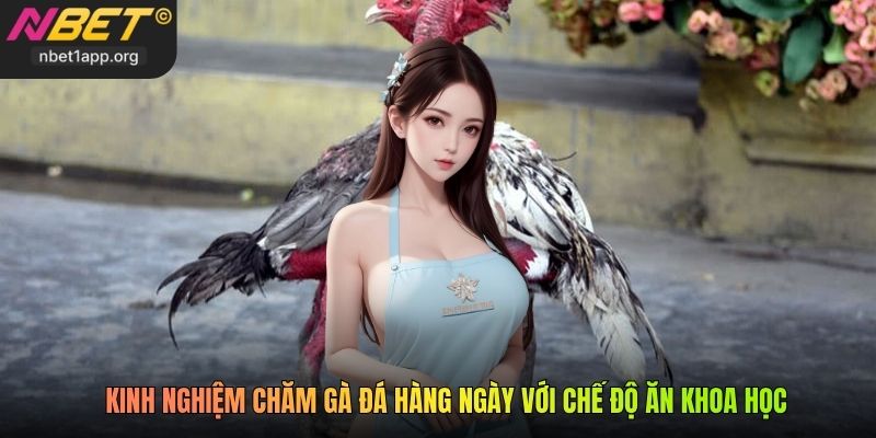 Kinh nghiệm chăm gà đá hàng ngày với chế độ ăn khoa học
