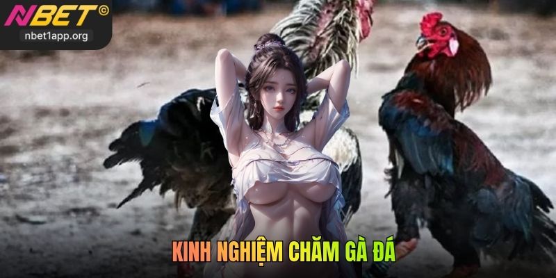 Kinh Nghiệm Chăm Gà Đá Chuẩn Chuyên Gia Nuôi Chiến Kê Khỏe Mạnh